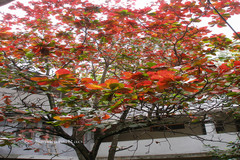 Terminalia catappa